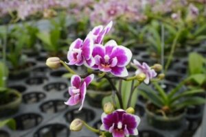 Storczyki Dendrobium - uprawa i pielęgnacja