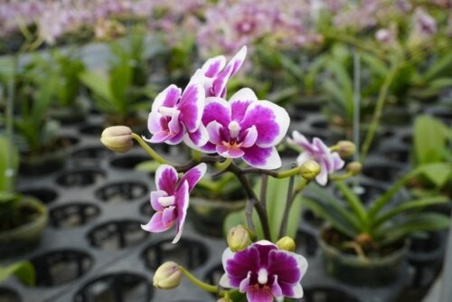 Storczyki Dendrobium - uprawa i pielęgnacja