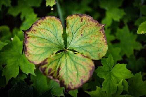 Dlaczego liście geranium żółkną? 8 możliwych przyczyn