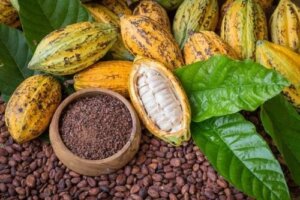 Kakao - korzyści dla zdrowia i urody