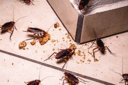 Czy karaluchy stanowią zagrożenie dla zdrowia?